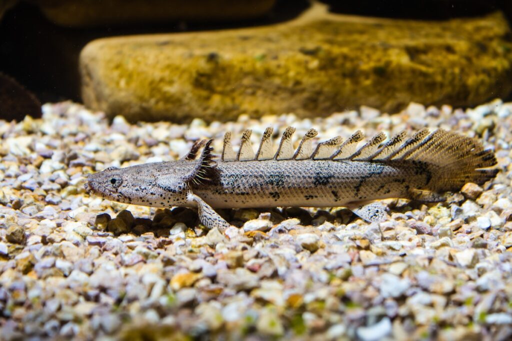 Bichir Facts: A Fish with A Lizard's Charm - Animals Discovered