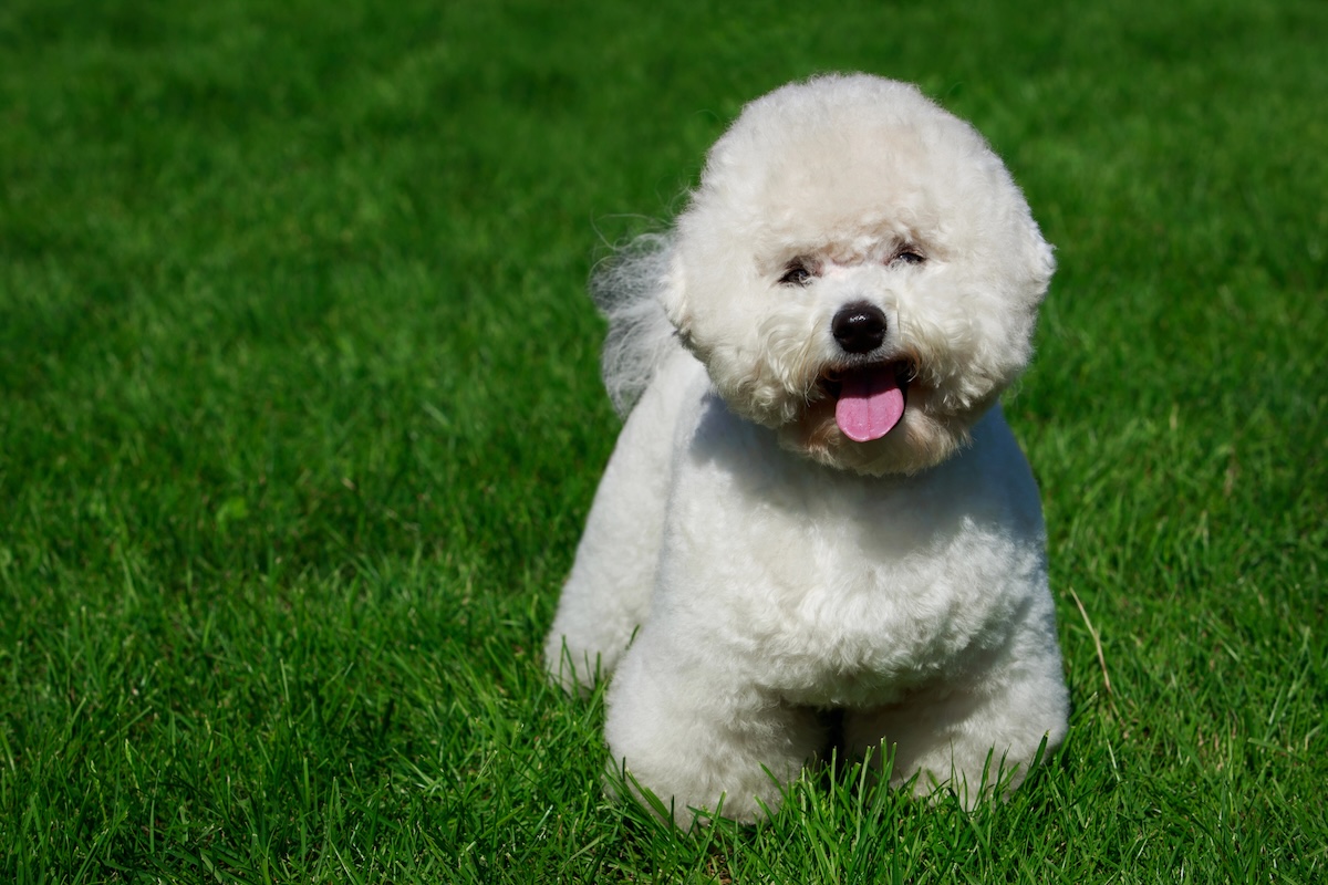 Bichon Frise Facts