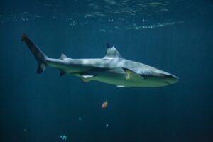 Blacktip Shark Facts