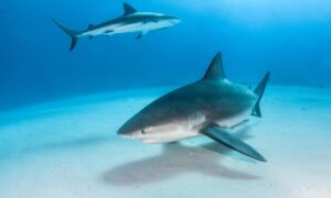 Bull Shark Facts