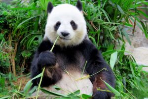 Giant Panda Bear Facts