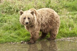 Kodiak Bear Facts