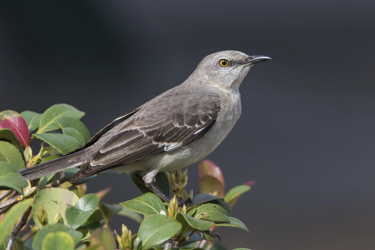 Mockingbird Facts