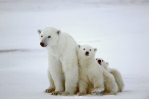 Polar Bear Facts