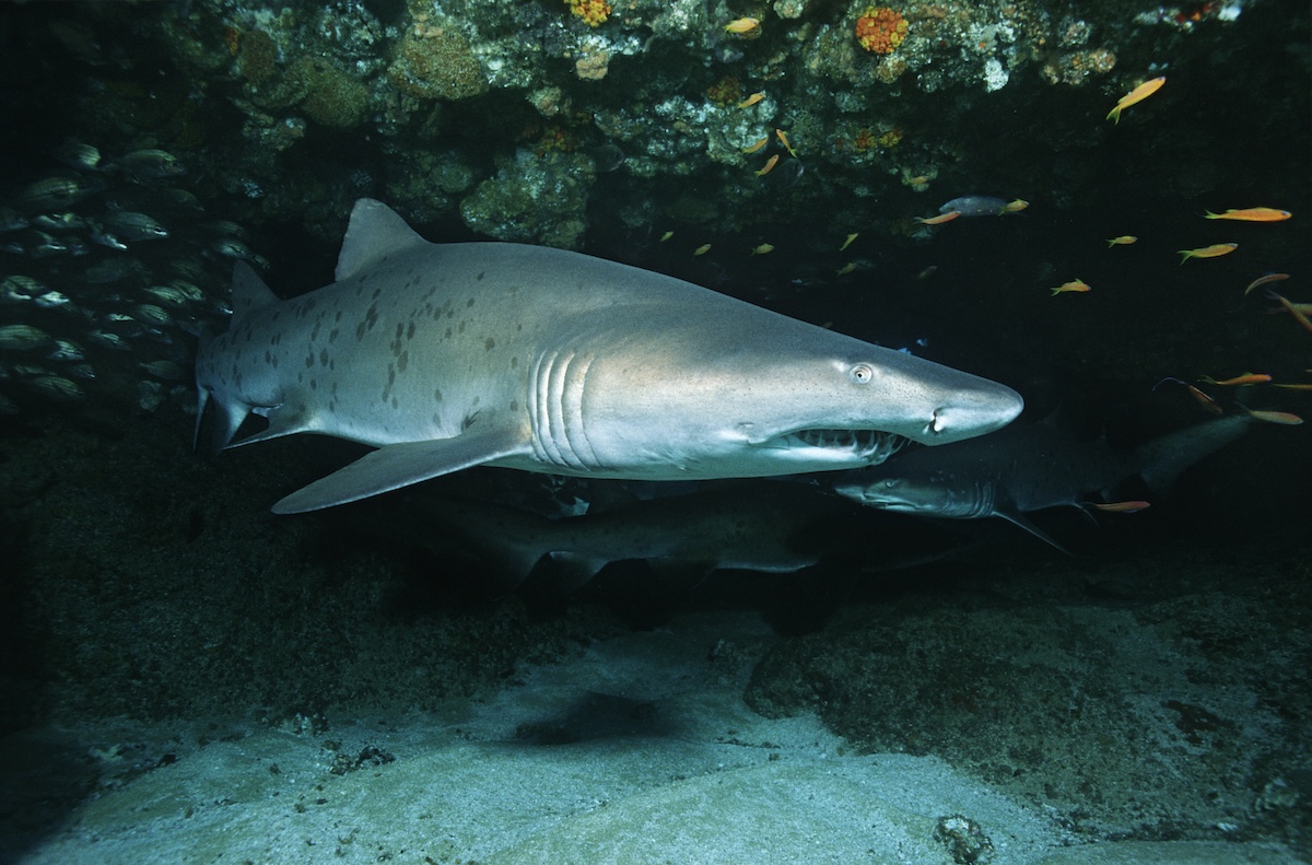 Sand Tiger Shark Facts