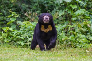 Sun Bear Facts
