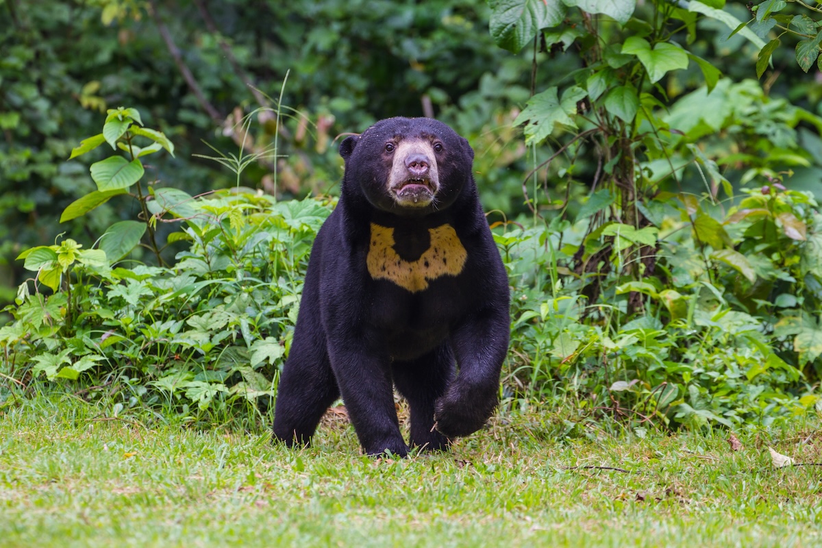 Sun Bear Facts