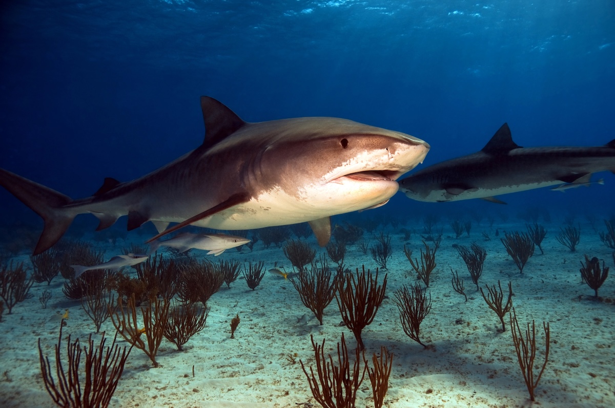 Tiger Shark Facts
