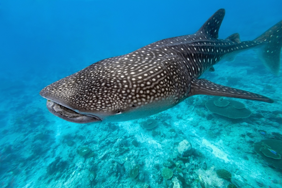 Whale Shark Facts