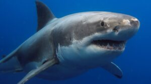 White Shark Facts