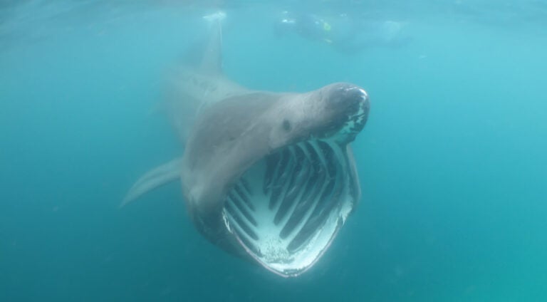 Basking Shark Facts: Ocean's Filter Feeder Extraordinaire - Animals ...