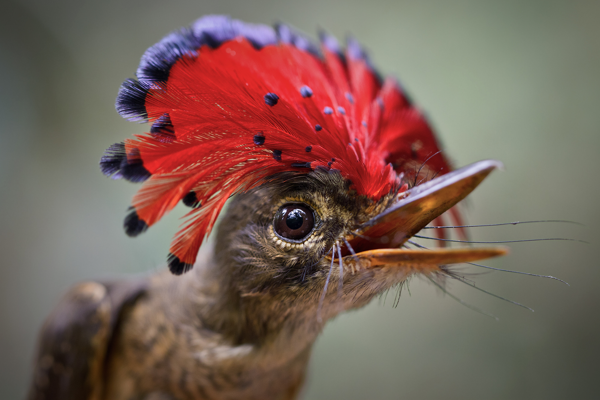 Royal-Flycatcher Facts