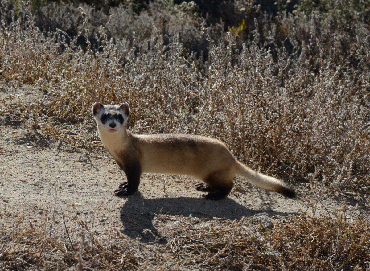 Black-Footed Ferret Facts