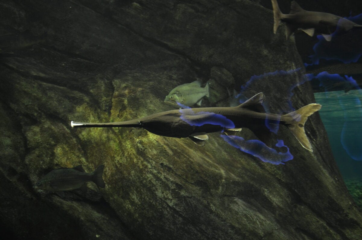 Chinese Paddlefish Facts