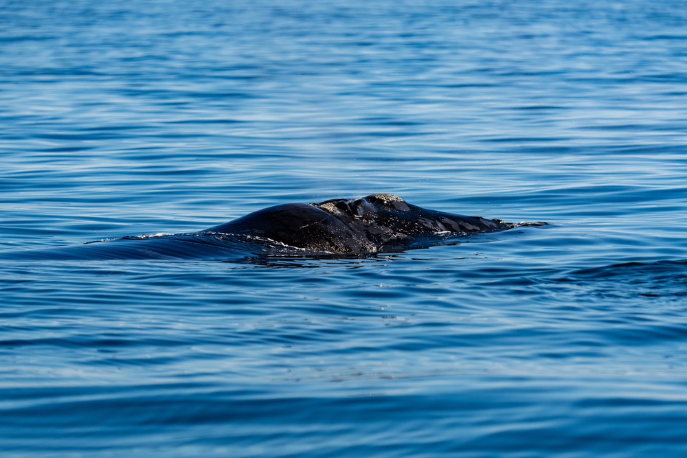 Northern Pacific Right whale