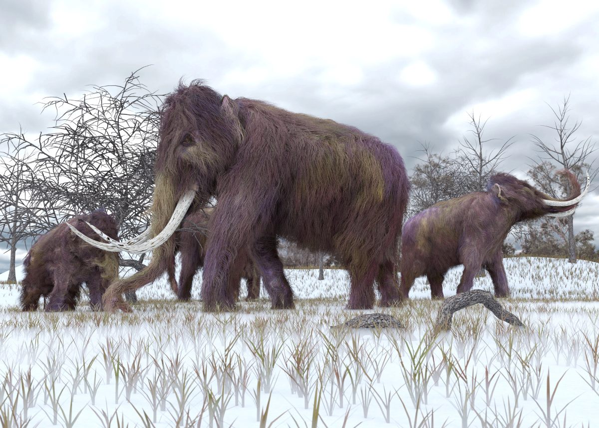 Wooly Mammoth Remains in Museum were actually whale bones