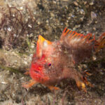 Critically endangered Red handfish Thymichthys politus