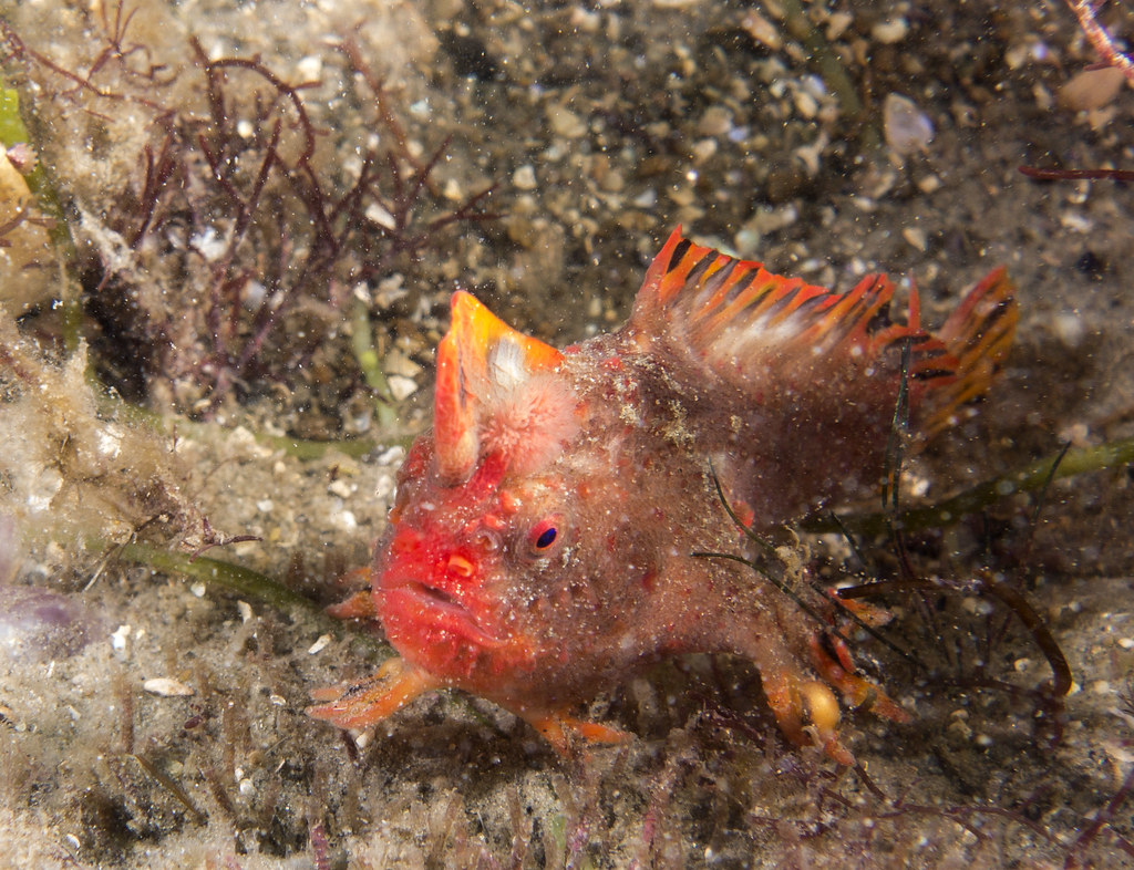 Critically endangered Red handfish Thymichthys politus
