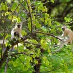 Two monkeys sitting on tree branches