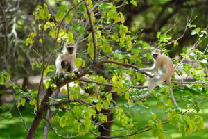 Mystery Monkeys On The Loose In St. Louis