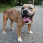 A tan pit bull with a brindle coat on a leash