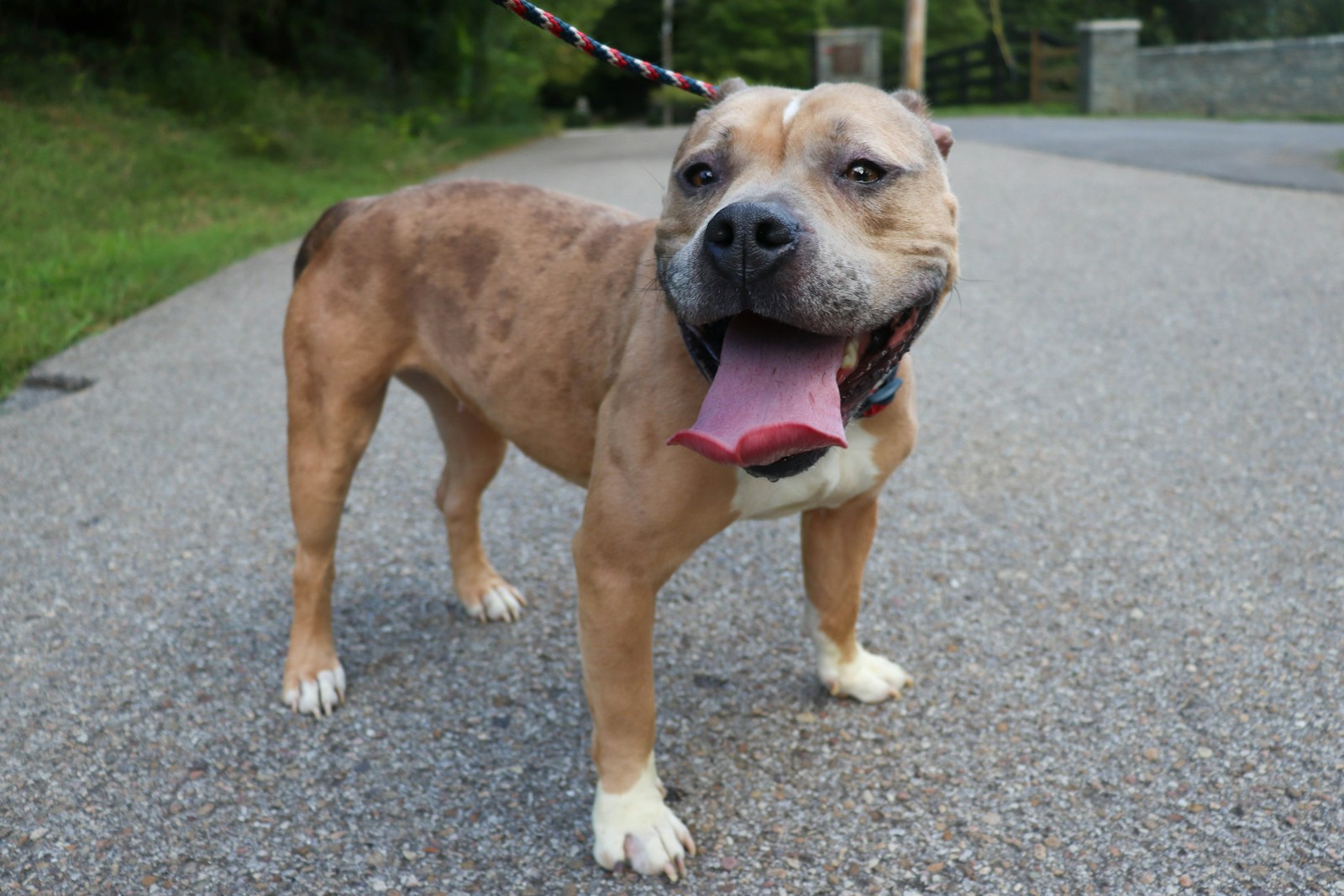 A tan pit bull with a brindle coat on a leash