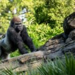 Bakari The Silverback Gorilla at Disney Animal Kingdom