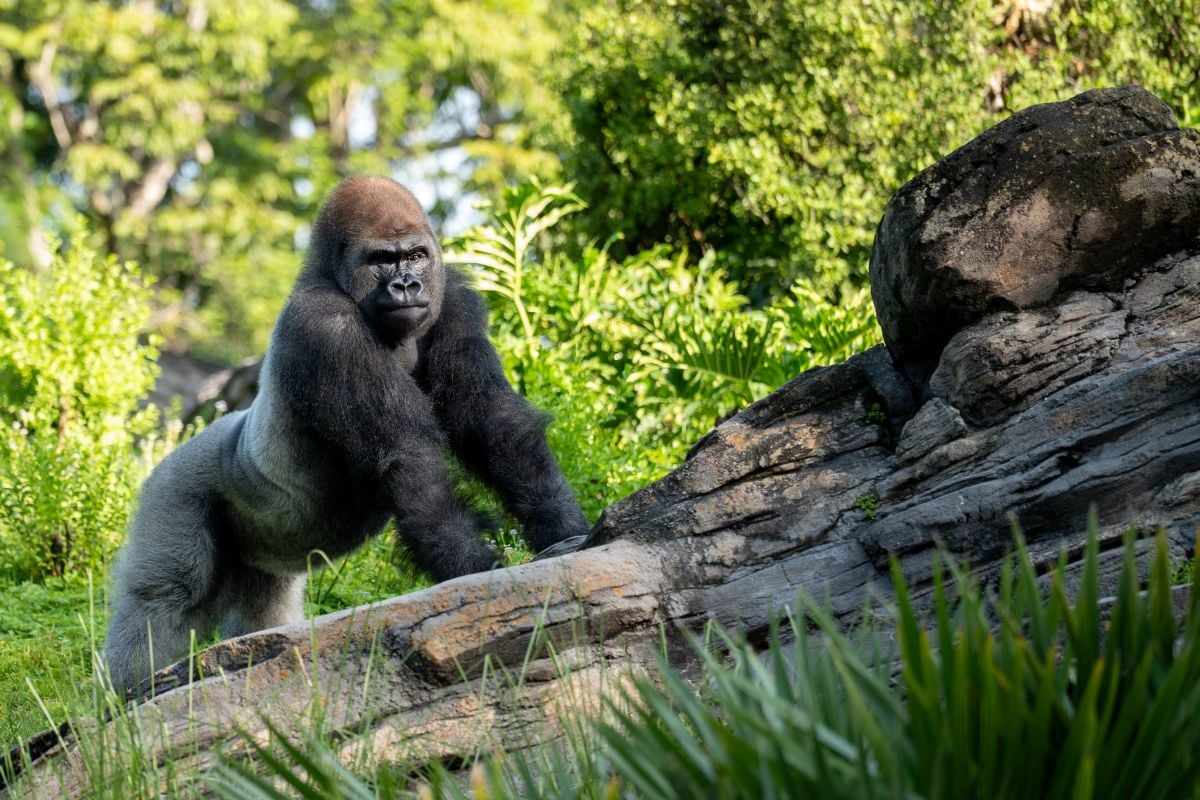 Bakari The Silverback Gorilla at Disney Animal Kingdom
