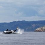 Orca Whales