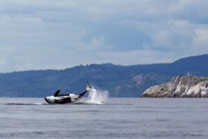 Orca Whales Ram Sunfish Until They Explode In Stunning Video