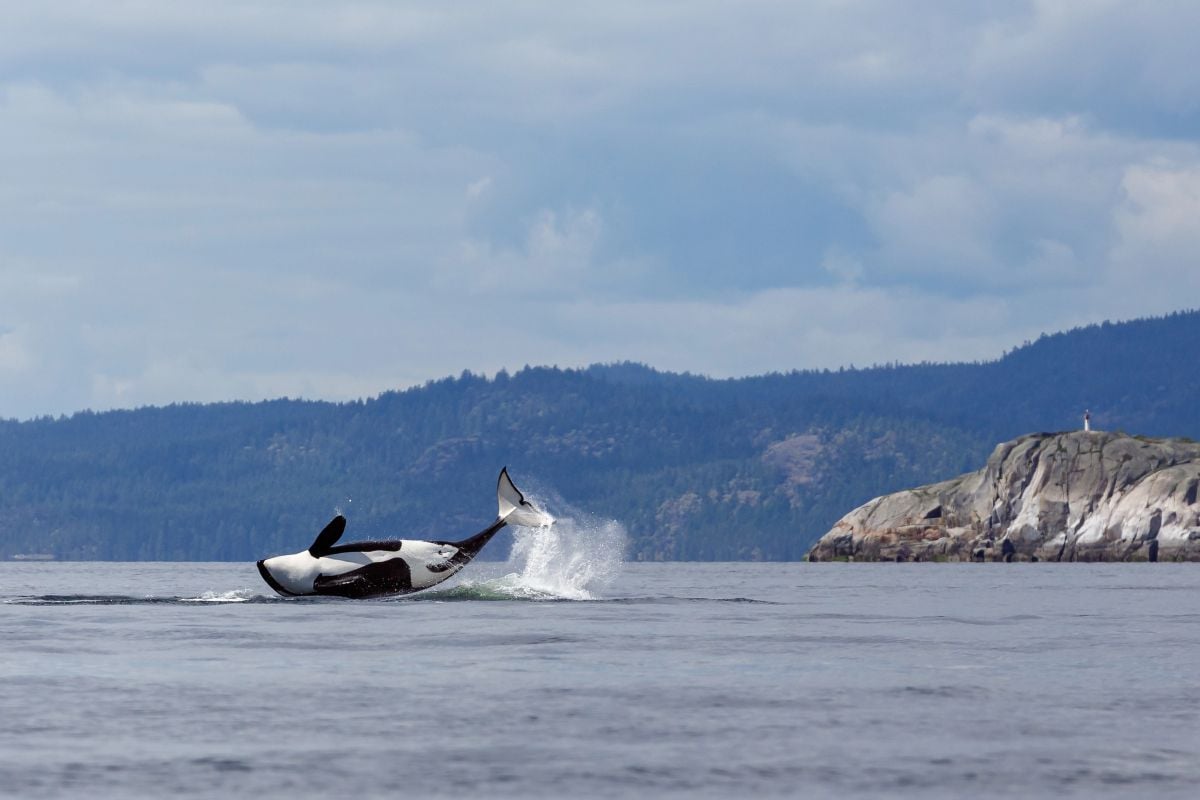 Orca Whales